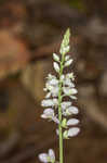 Whorled milkwort